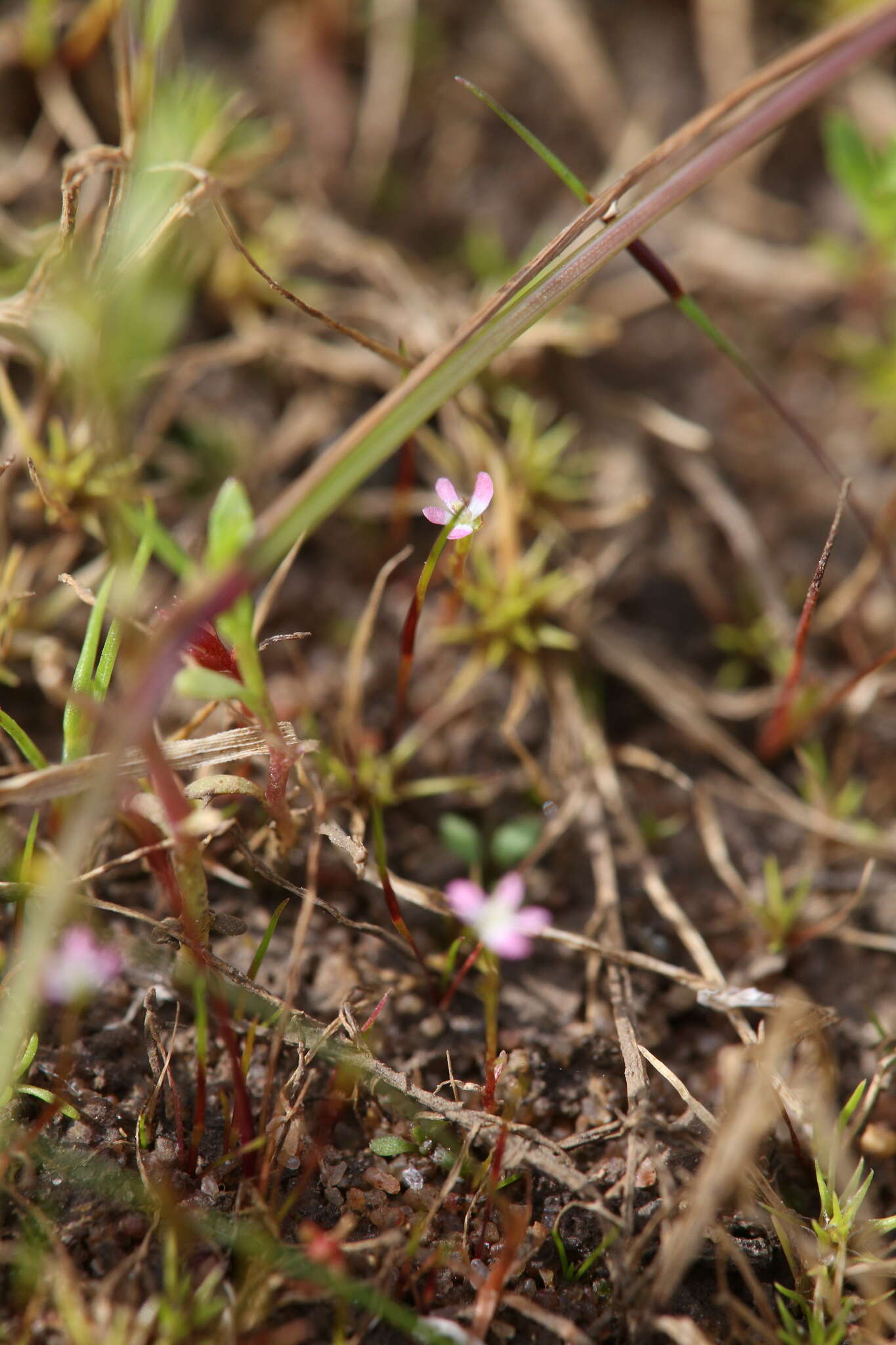 Image de Stylidium despectum R. Br.