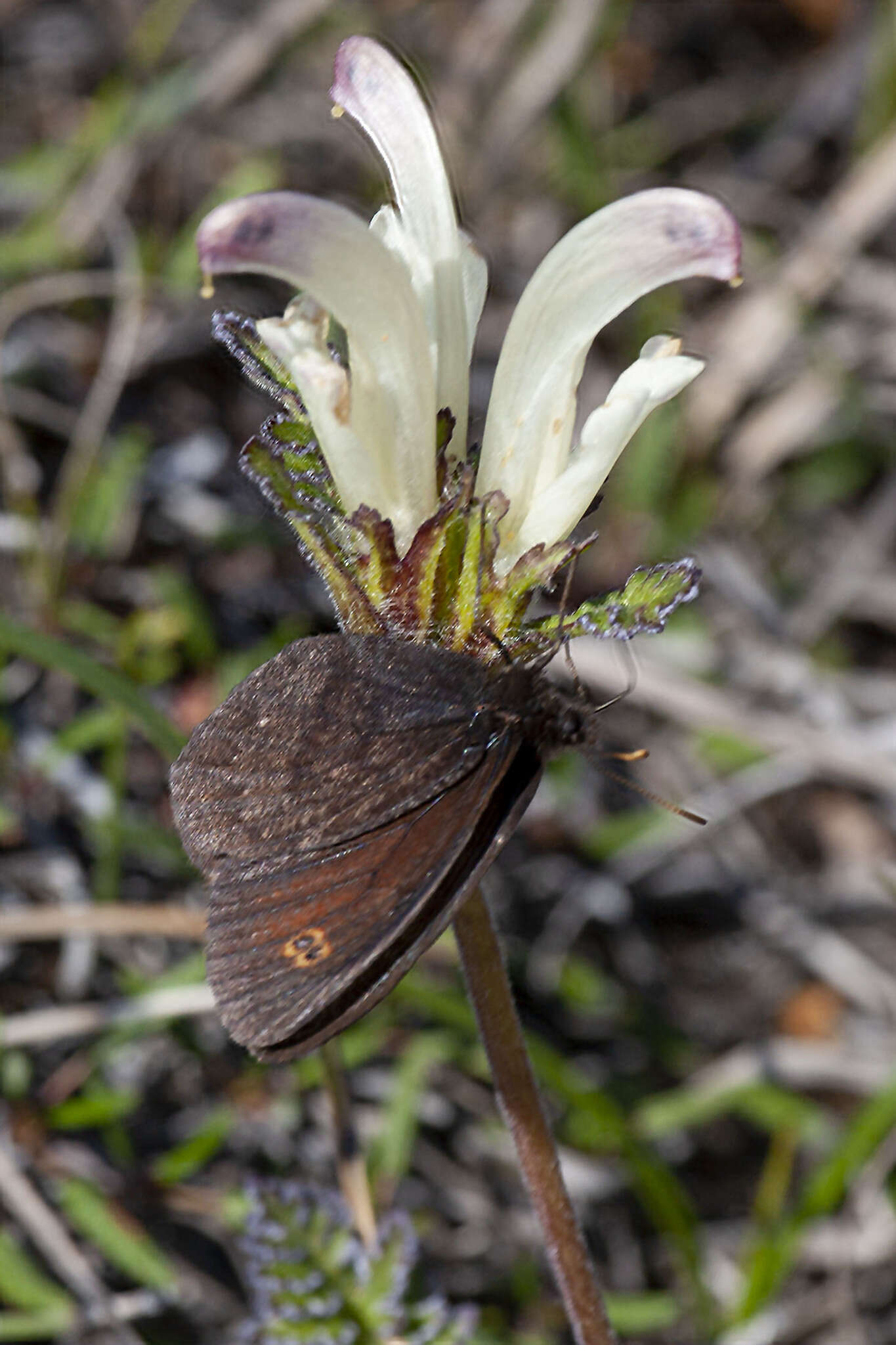 Image of Ross's Alpine