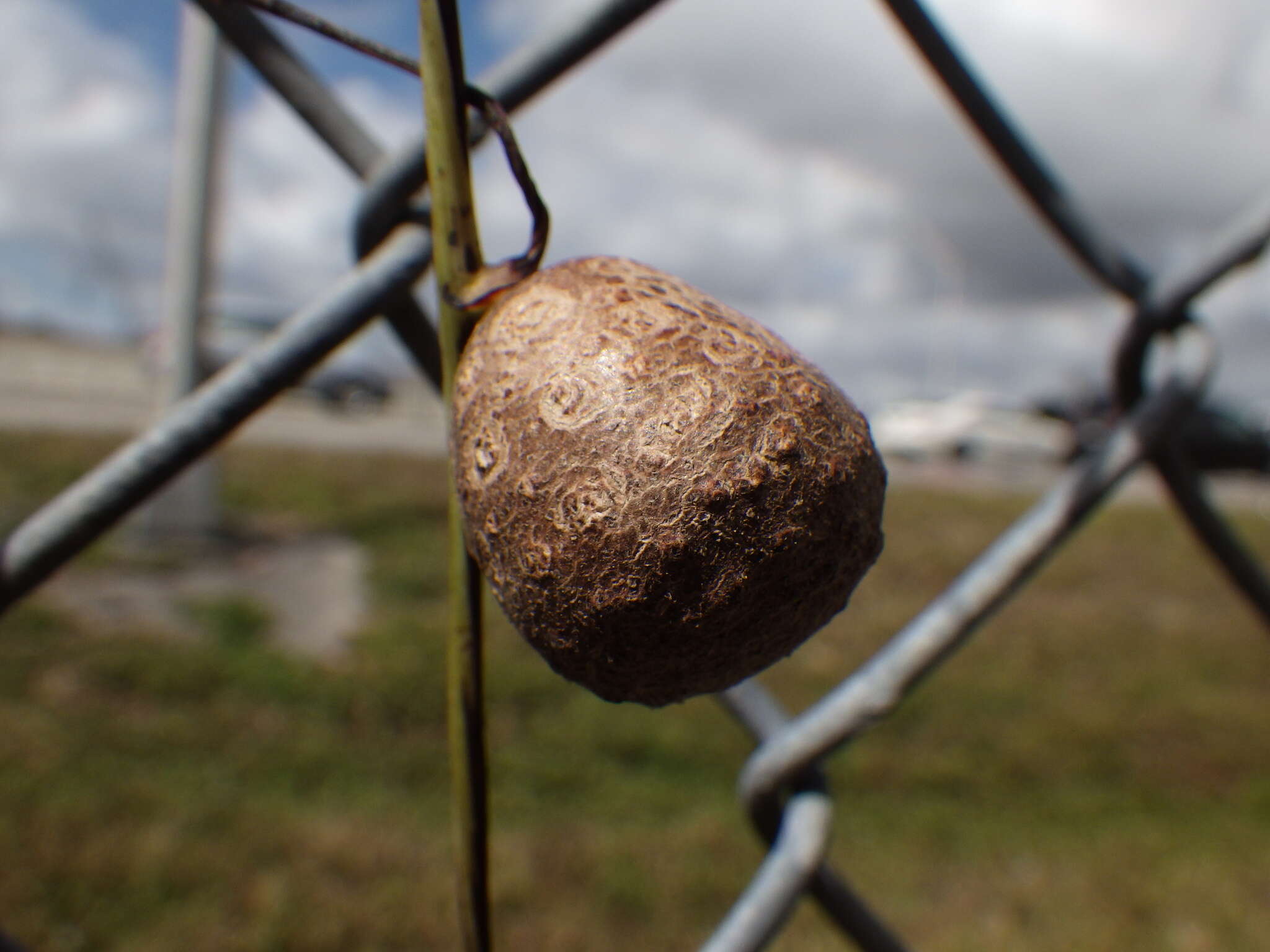 Слика од Dioscorea bulbifera L.