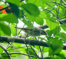 Image of Large-billed Leaf Warbler