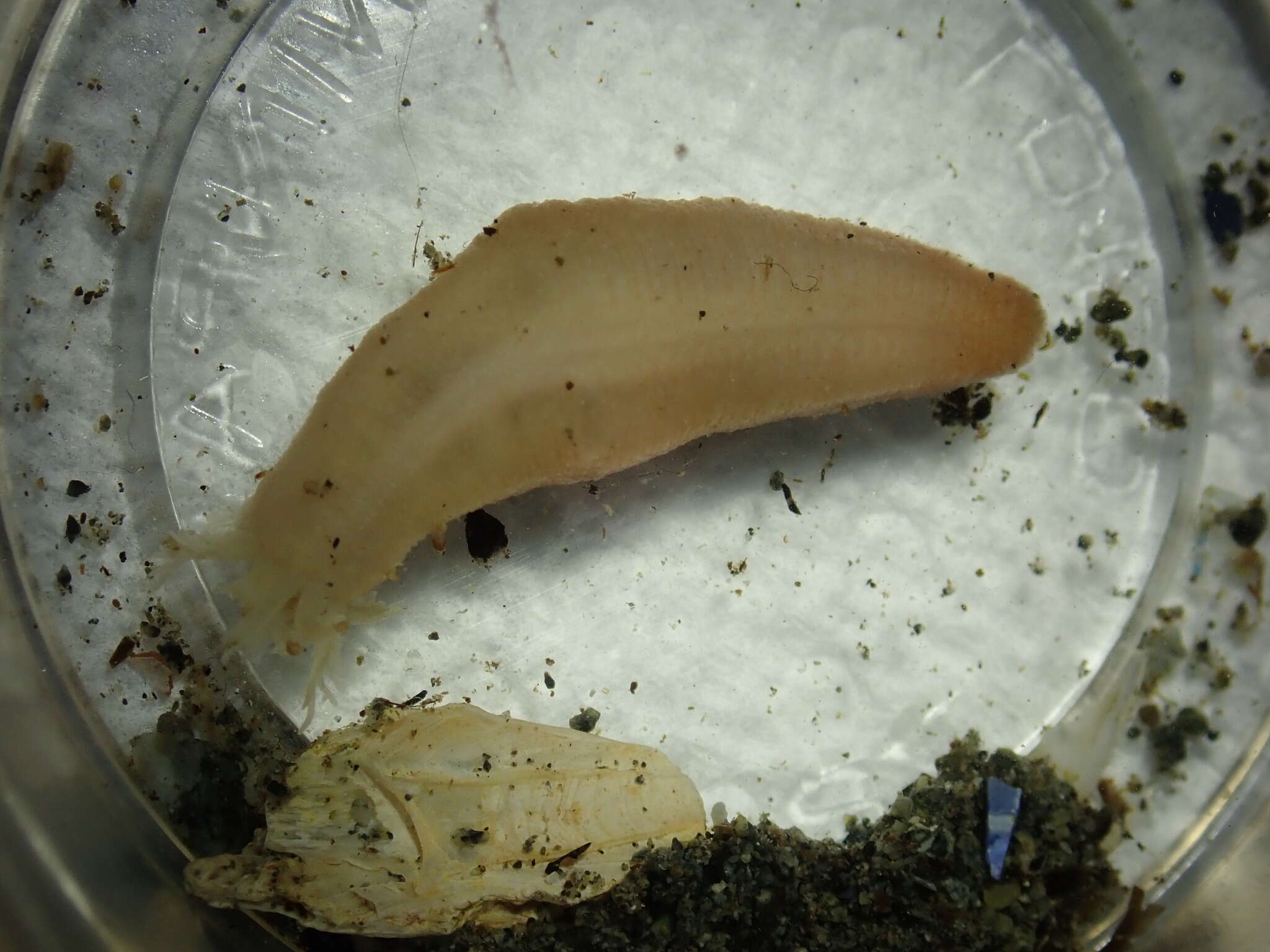 Image of Clark's footless sea cucumber