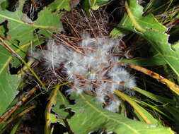 Image of harts-tongue-fern sugarbush