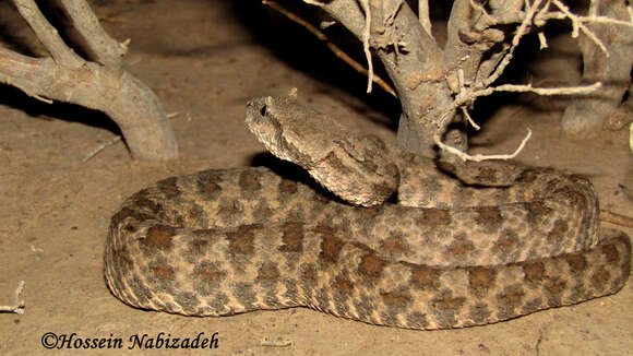 Image of Perisan Horned Viper