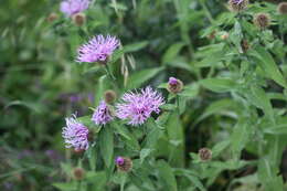 Image of Centaurea phrygia subsp. abnormis (Czer.) Greuter