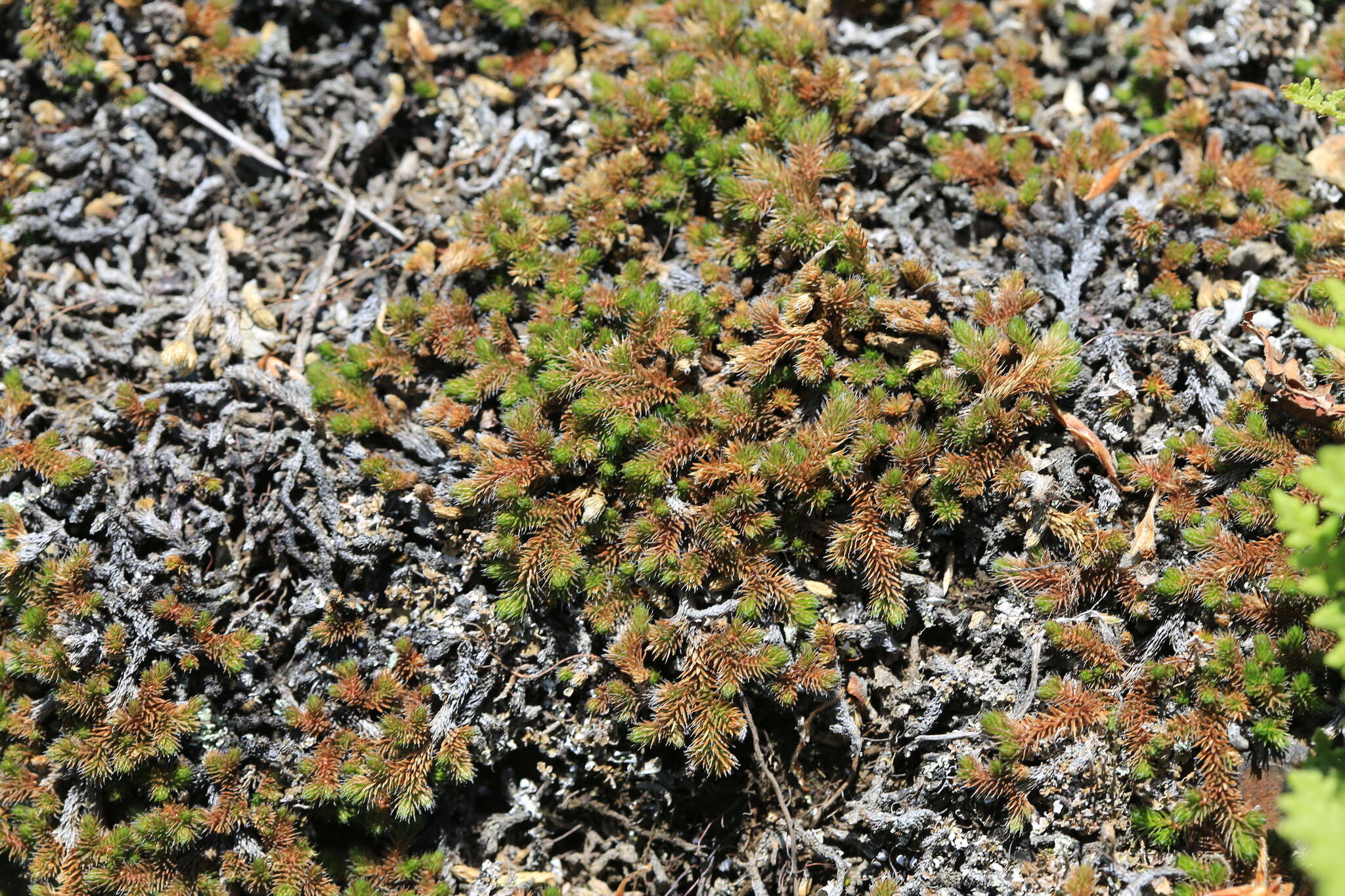 Image of Siberian spikemoss