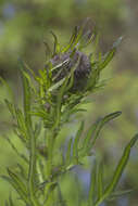 Image de Cirsium pendulum Fisch. ex DC.