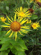 Inula helenium L. resmi