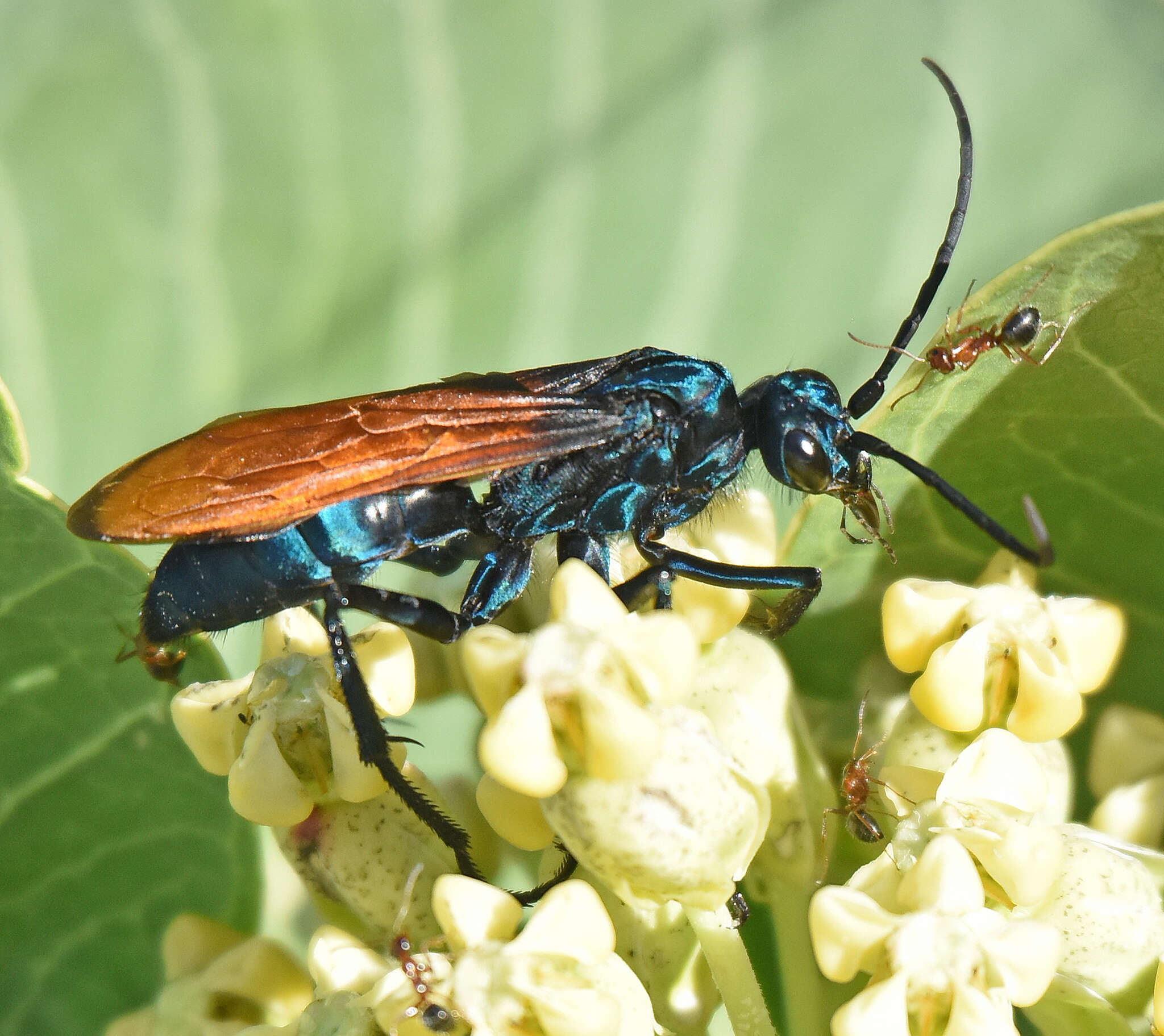 Image of Pepsis basifusca Lucas 1895