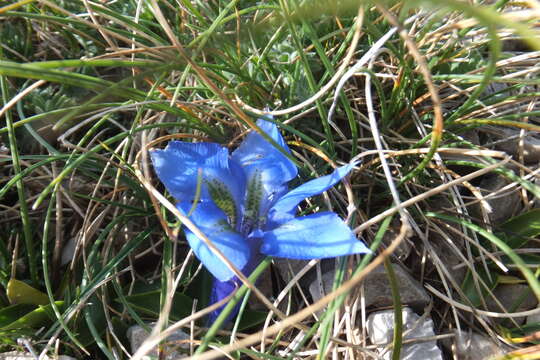 Imagem de Gentiana dinarica G. Beck