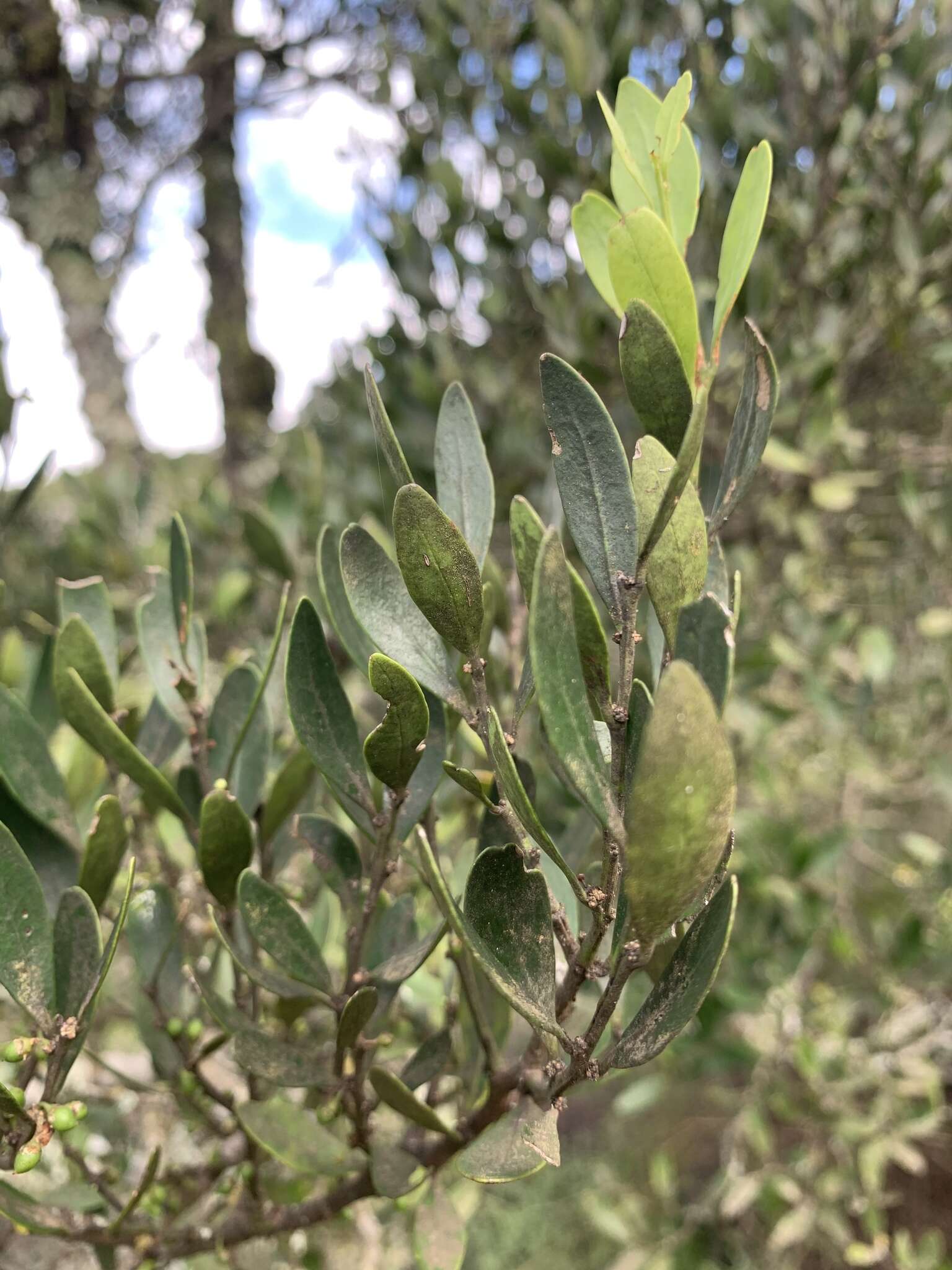 Image de Robsonodendron eucleiforme (Eckl. & Zeyh.) R. H. Archer