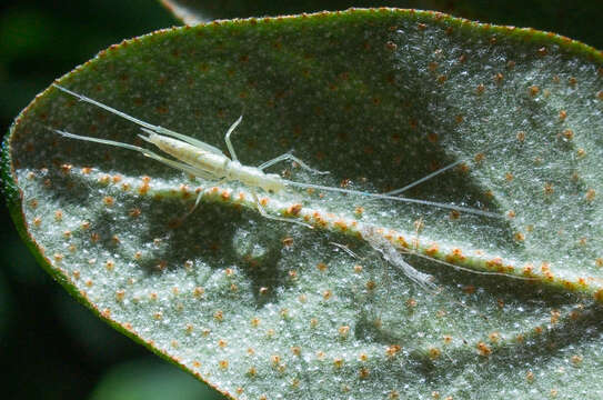 Image of Davis's Tree Cricket