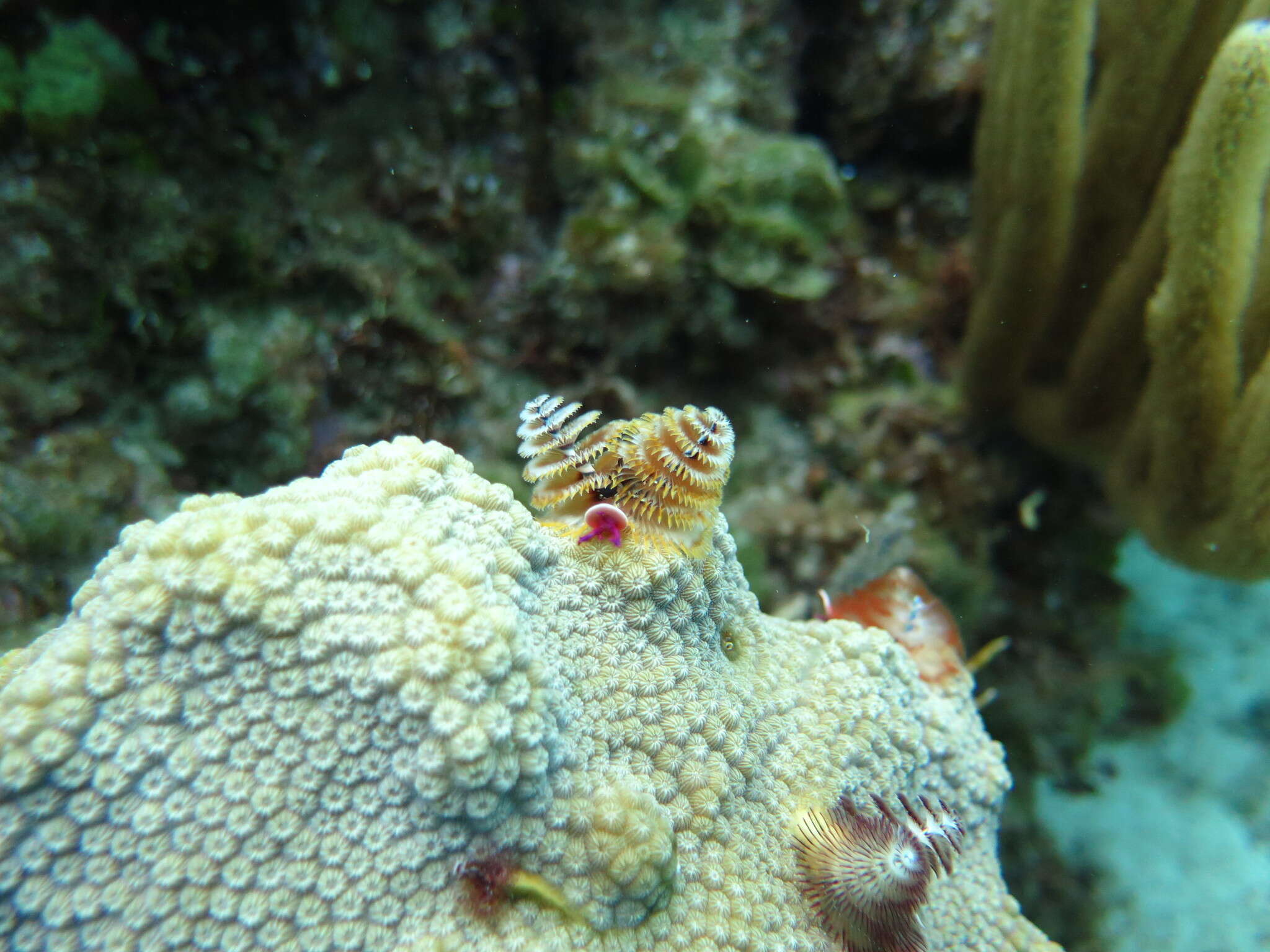 Image of Christmas tree worm