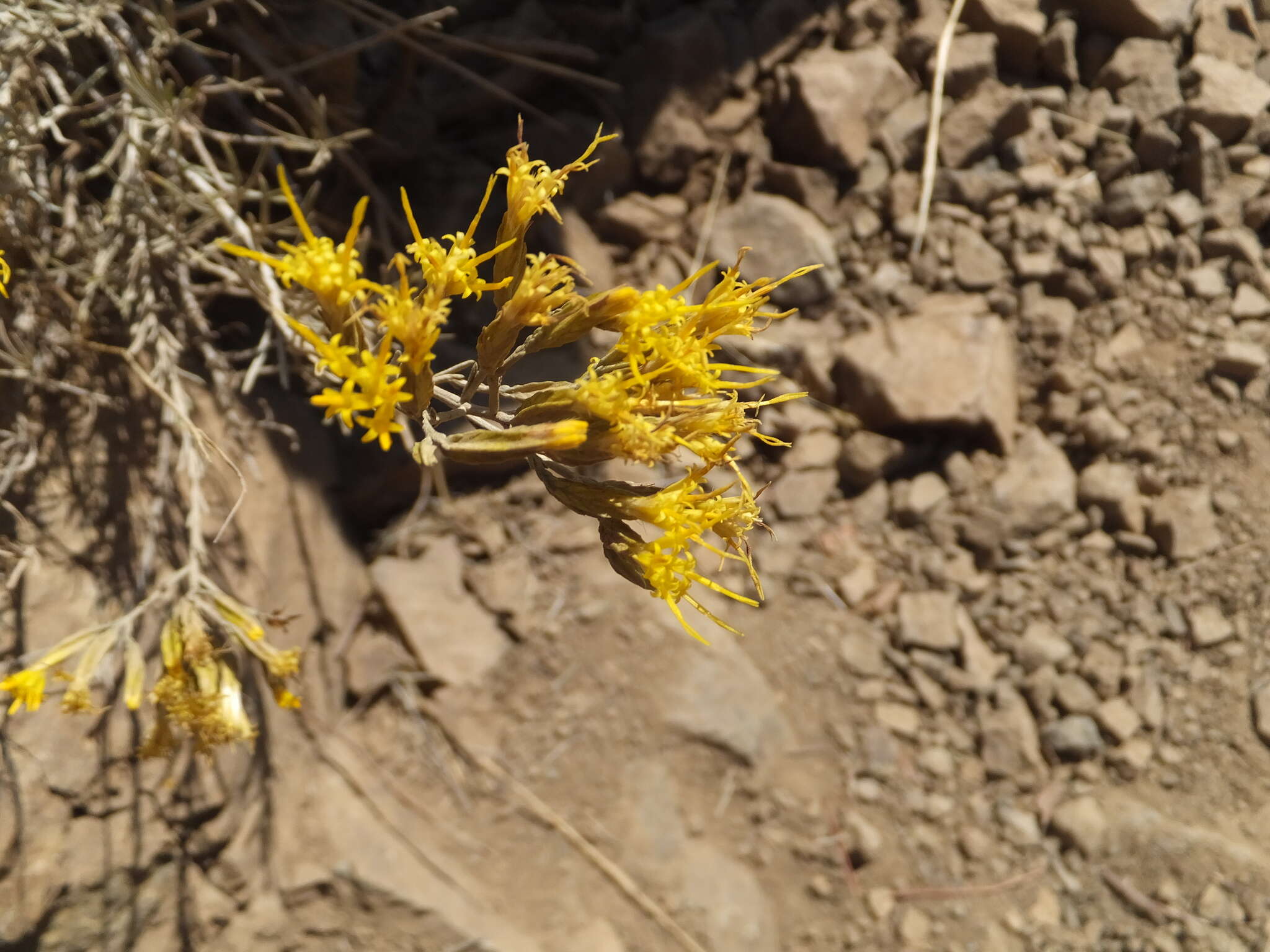 Image of Ericameria nauseosa var. speciosa (Nutt.) G. L. Nesom & G. I. Baird