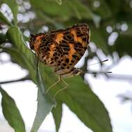 Imagem de Symbrenthia brabira scatinia Fruhstorfer 1908