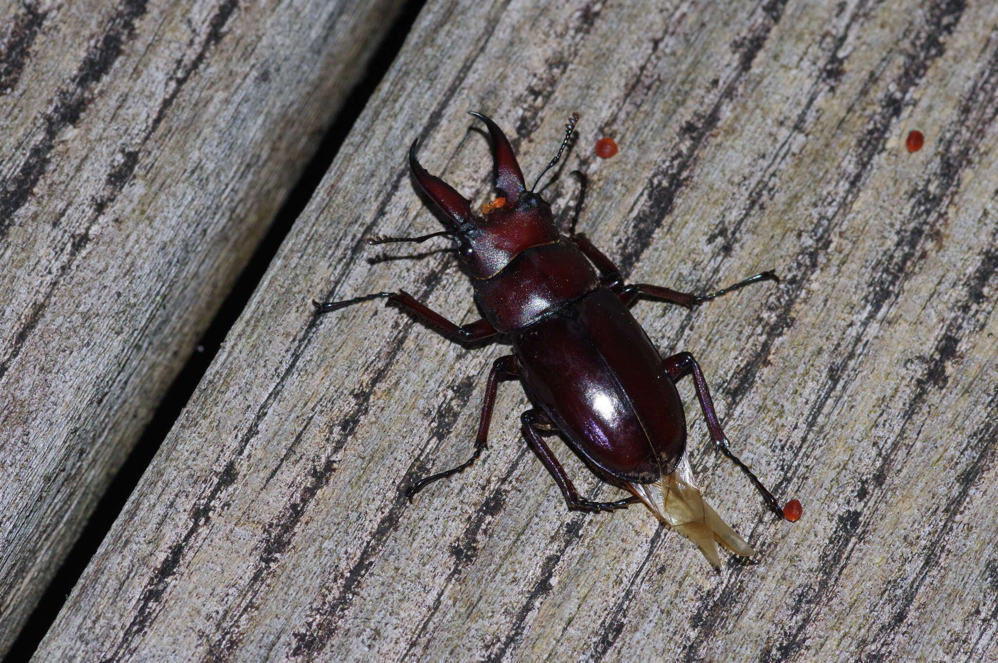 Imagem de Prosopocoilus (Psalidoremus) dissimilis Boileau 1898