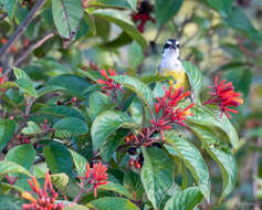 Coereba flaveola caboti (Baird & SF 1873) resmi