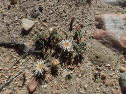 Image of Mesembryanthemum grossum (Soland.)