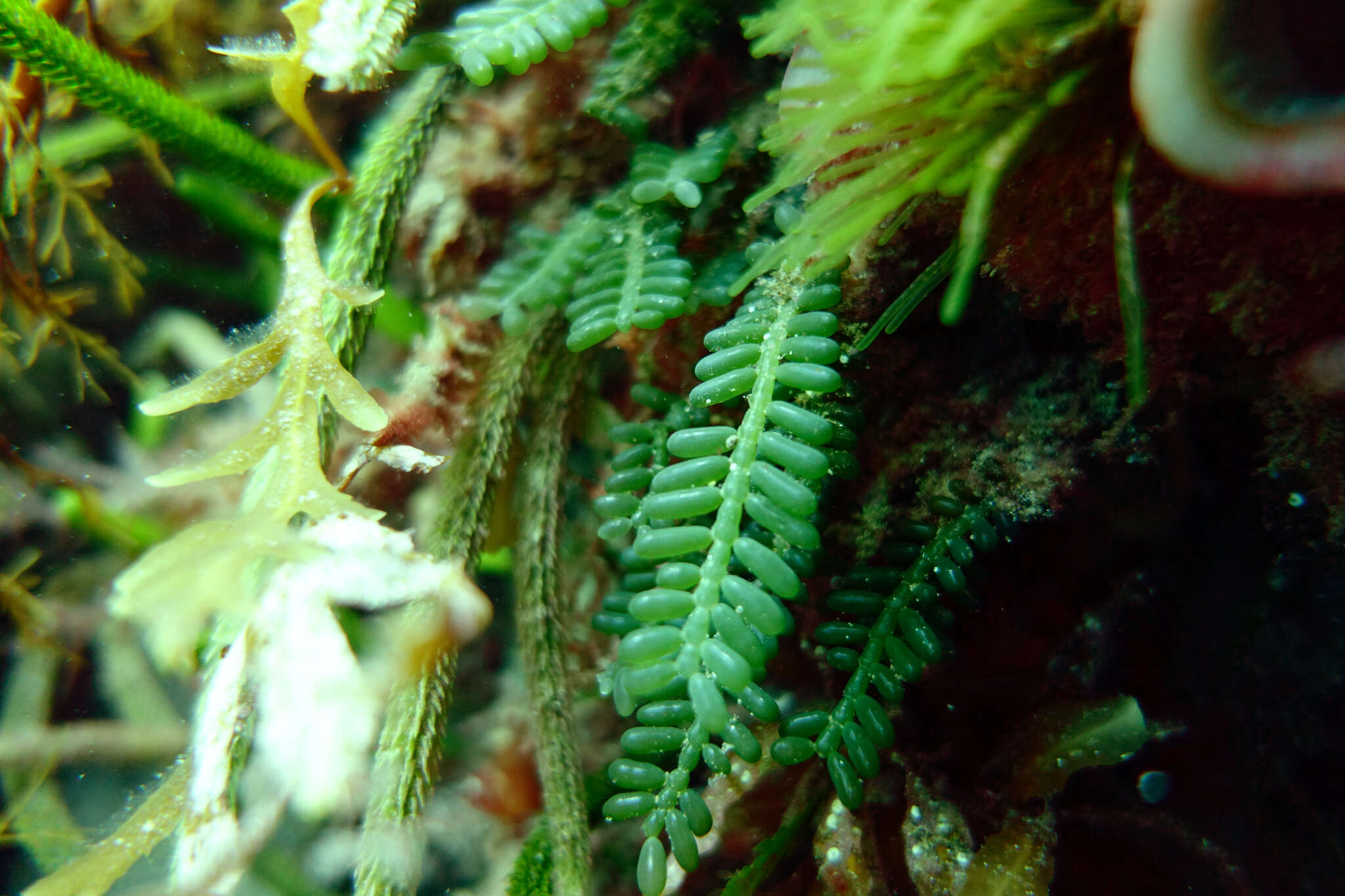 Image of Caulerpa hodkinsoniae