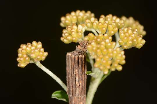 Image of Lepidoscia arctiella Walker 1869