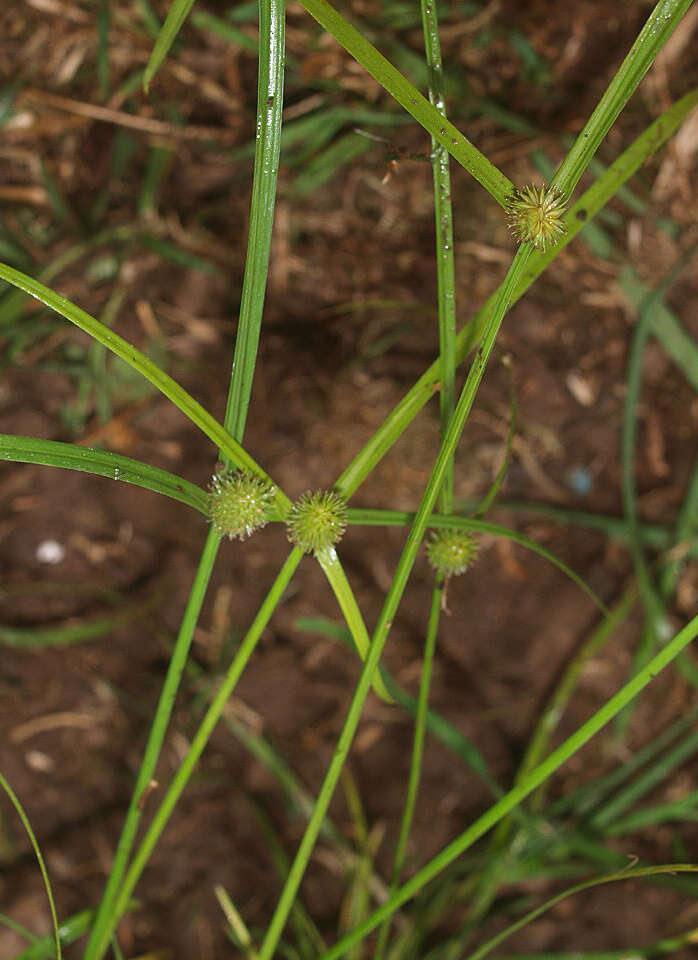 Слика од Cyperus brevifolius (Rottb.) Hassk.