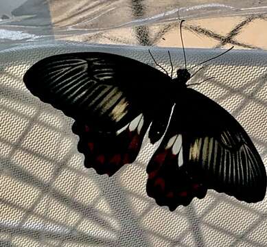 صورة Papilio ambrax Boisduval 1832