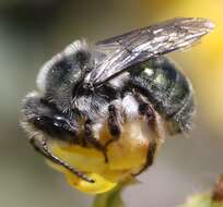 Image of Andrena impolita La Berge 1987