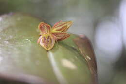 Image of Pleurothallis matudana C. Schweinf.