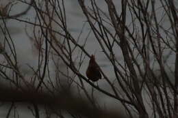 Image de Cardinalis cardinalis igneus Baird & SF 1860