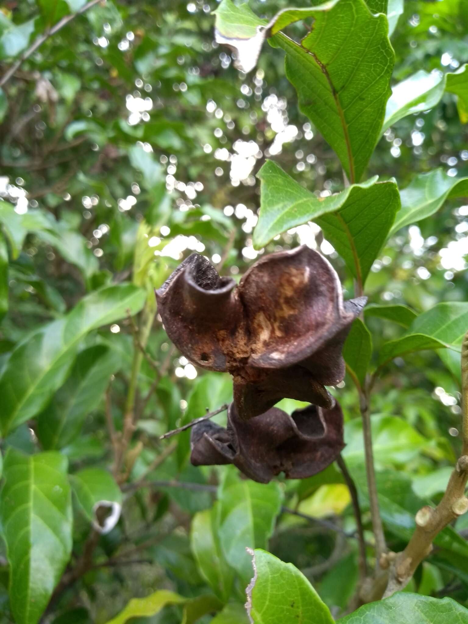 Image of Cupania emarginata Cambess.