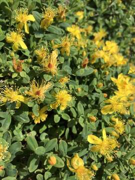 Image of Blueridge St. John's-Wort