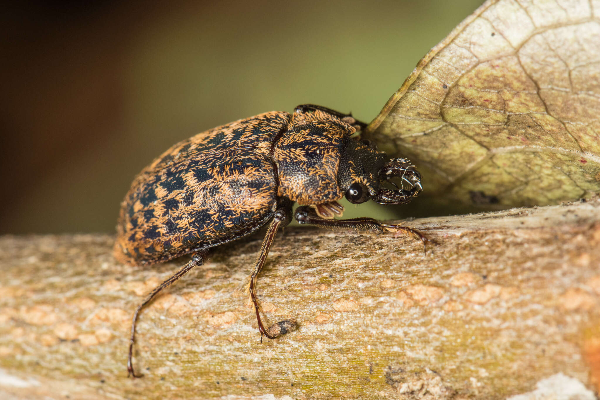 Image of Mitophyllus falcatus Holloway 2007