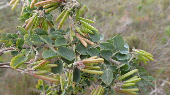 Image of Indigofera superba C. H. Stirt.