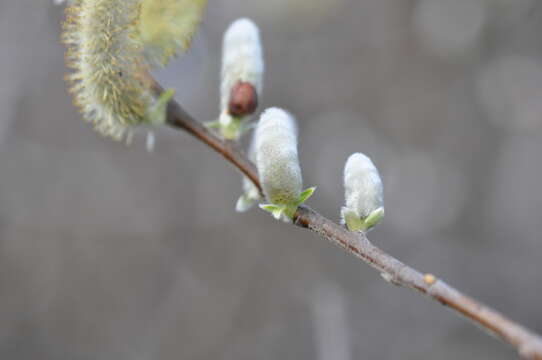 صورة Salix hookeriana Barratt