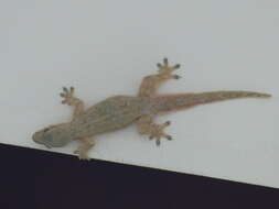 Image of Flat-tailed House Gecko