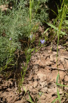 Image of Komaroffia integrifolia (Regel) Lemos Pereira