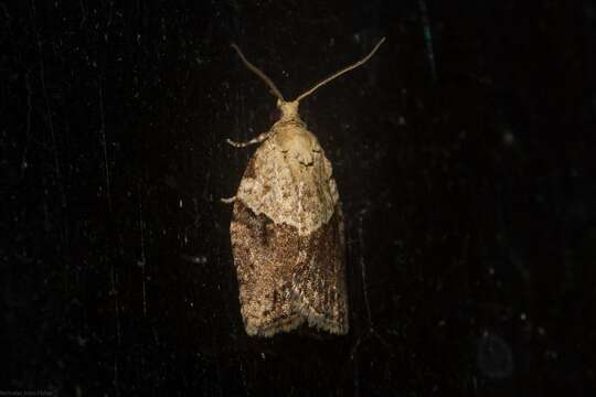 Image of Light brown apple moth