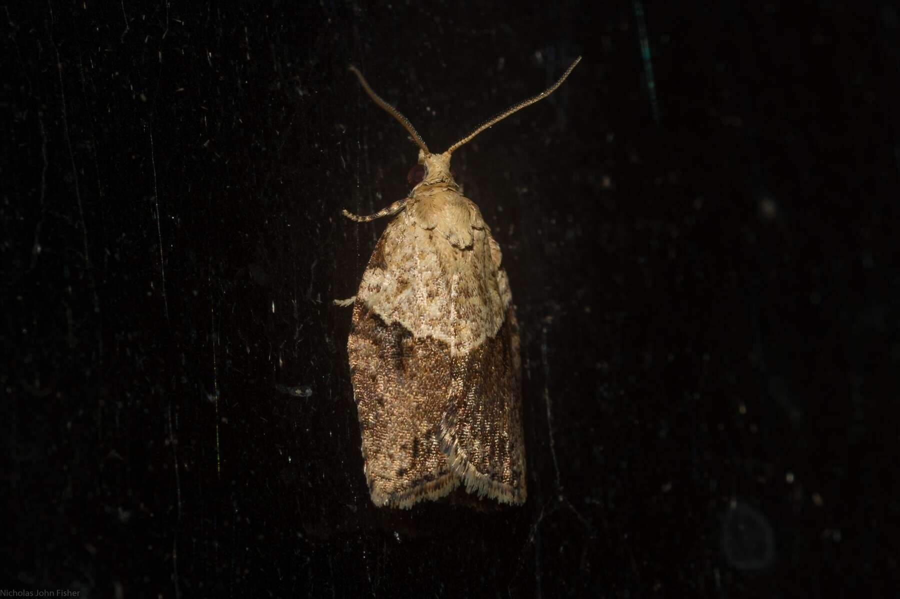 Image of Light brown apple moth