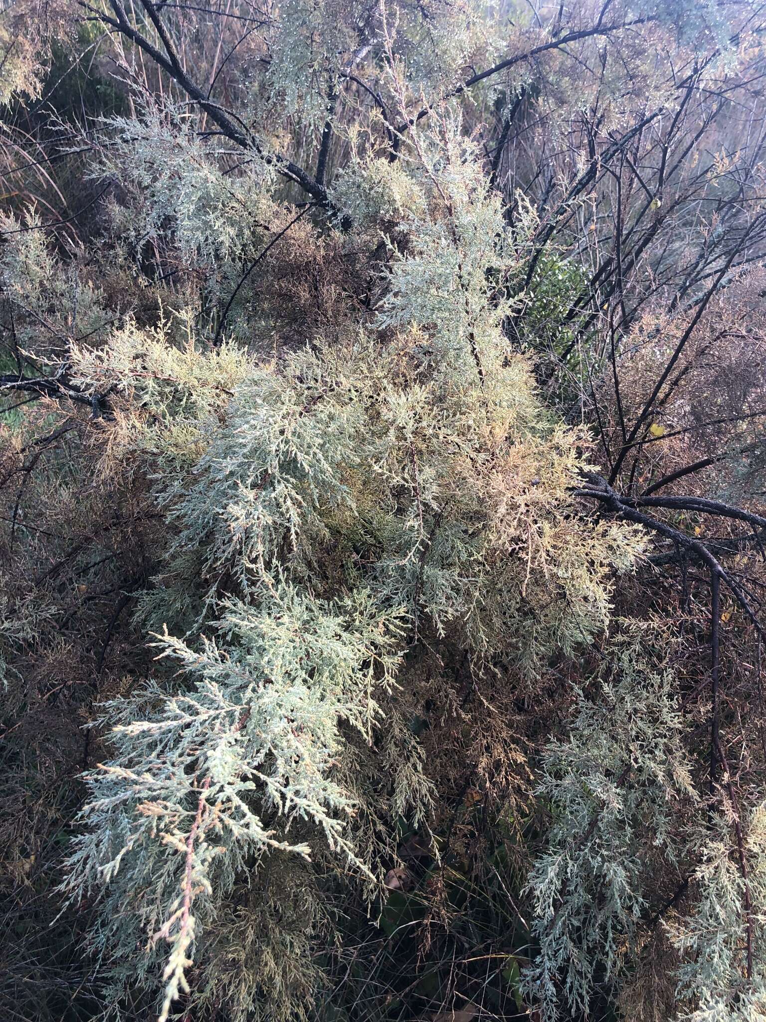 Image of Tamarix dalmatica Baum