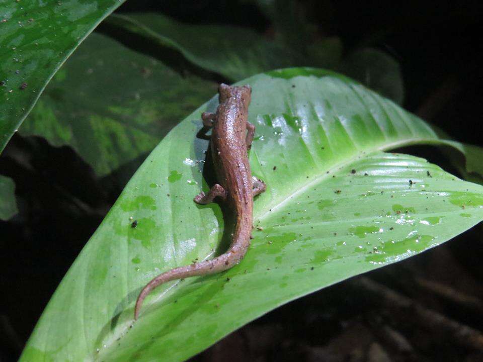 Image of La Loma Salamander