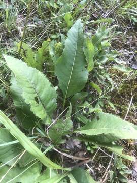 Image of <i>Parthenium <i>integrifolium</i></i> var. integrifolium