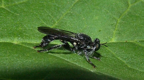 Image of Laphria sicula McAtee 1919