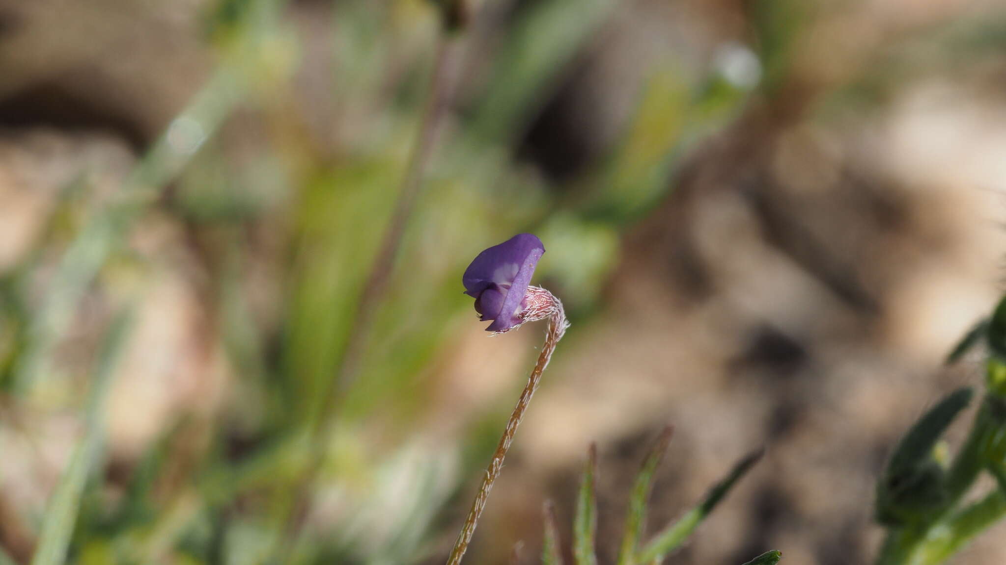 Imagem de Astragalus nuttallianus var. imperfectus (Rydb.) Barneby