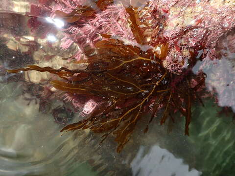 Image of Dictyopteris polypodioides