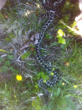 Image of Adder