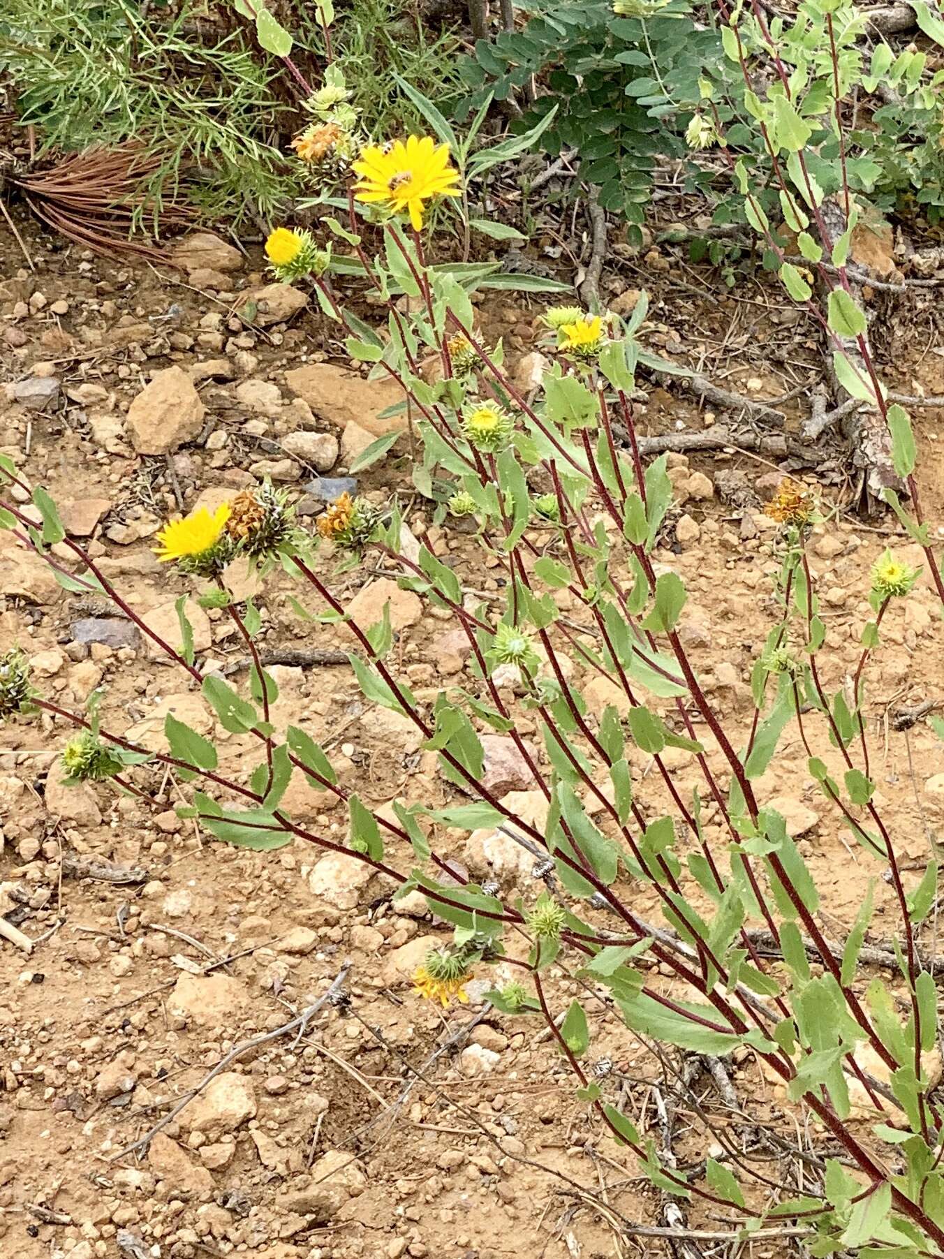 Image of rough gumweed