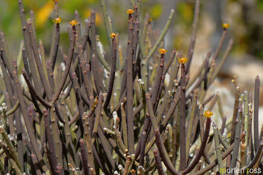 Image of Euphorbia schimperi C. Presl