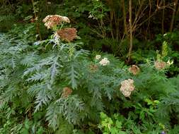 Image of Tanacetum macrophyllum (Waldst. & Kit.) Sch. Bip.