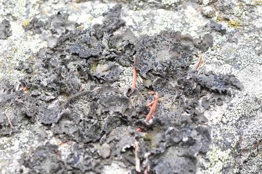 Image of Blistered rock tripe lichen