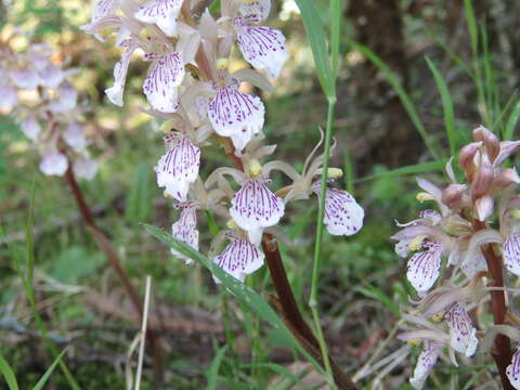 Image of Corallorhiza macrantha Schltr.