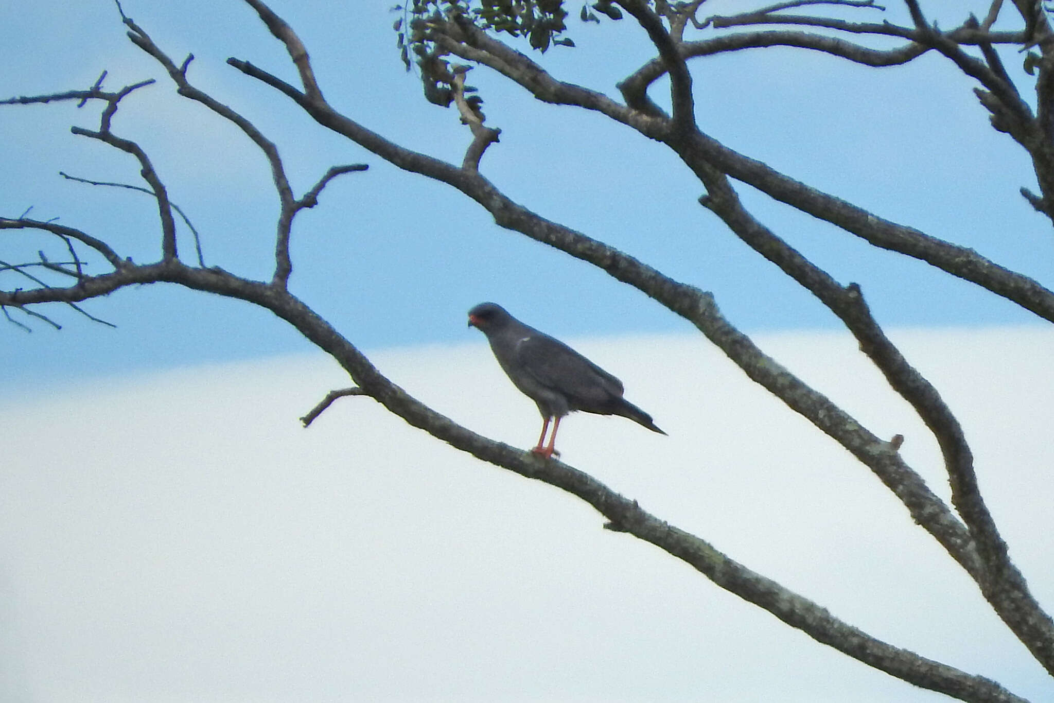 Image of Dark Chanting Goshawk